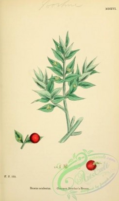 english_botany-00533 - Common Butcher's-Broom, ruscus aculaetus