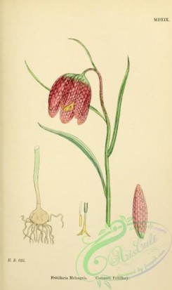 english_botany-00538 - Common Fritillary, fritillaria meleagris