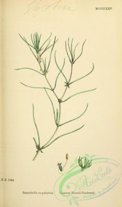english_botany-00541 - Common Horned-Pondweed, zannichellia eu-palustris
