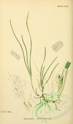 english_botany-00554 - Dwarf Grass-wrack, zostera nana