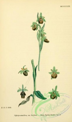 english_botany-00556 - Early Spider Orchis, ophrys aranifera fucifera