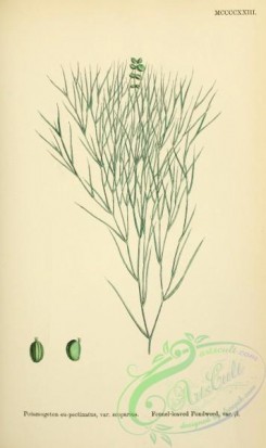 english_botany-00559 - Fellen-leaved Pondweed, potamogeton eu-pectinatus scoparius