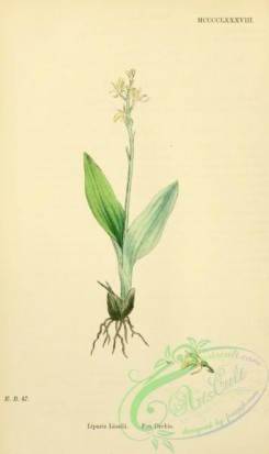 english_botany-00560 - Fen Orchis, liparis loselii