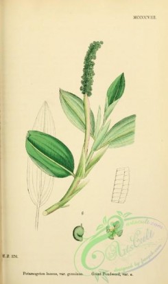 english_botany-00582 - Great Pondweed, potamogeton lucens genuinus