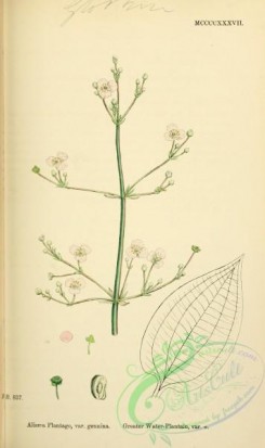 english_botany-00587 - Greater Water-Plantain, alisma plantago genuina