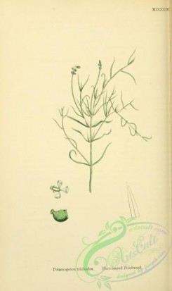 english_botany-00590 - Hair-leaved Pondweed, potamogeton trichodes