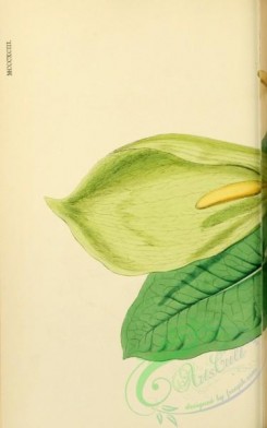 english_botany-00592 - Italian Cuckow-pint, arum italicum, 1