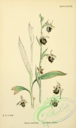 english_botany-00597 - Late Spider Orchis, ophrys arachnites