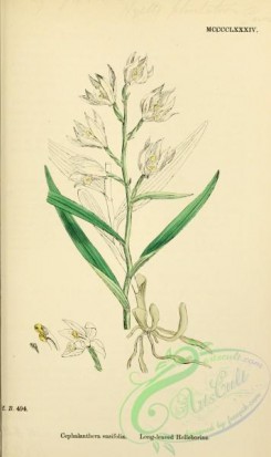 english_botany-00609 - Long-leaved Helleborine, cephalanthera ensifolia