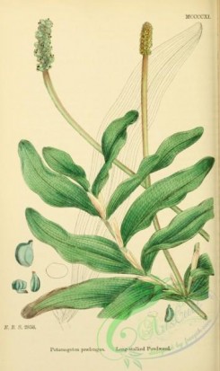 english_botany-00611 - Long-stalked Pondweed, potamogeton praelongus