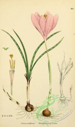 english_botany-00622 - Naked-flowering Crocus, crocus nudiflorus