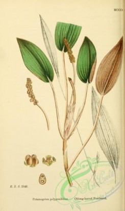 english_botany-00625 - Oblong-leaved Pondweed, potamogeton polygonifolius