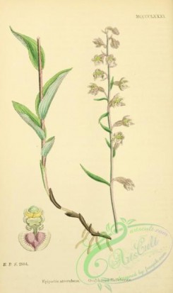 english_botany-00627 - Oval-leaved Helleborine, epipactis atrorubens