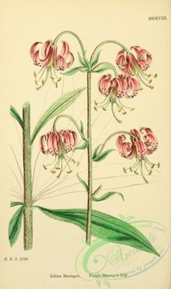 english_botany-00632 - Purple Martagon Lily, lilium martagon