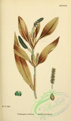 english_botany-00636 - Reddish Pondweed, potamogeton rufescens