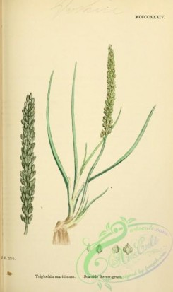 english_botany-00643 - Sea-side Arrow-grass, triglochin maritimum