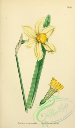 english_botany-00646 - Short-crowned Daffodil, narcissus incomparabilis