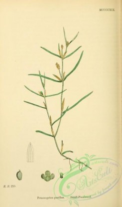 english_botany-00649 - Small Pondweed, potamogeton pusillus