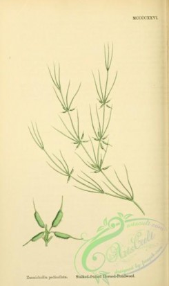 english_botany-00654 - Stalked-fruited Horned-Pondweed, zannichellia pedicellata