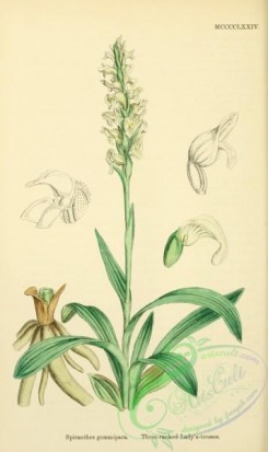 english_botany-00659 - Three-ranked Lady's-tresses, spiranthes gemmipara