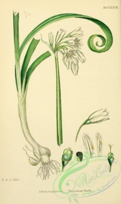 english_botany-00661 - Triquetrous Garlic, allium triquetrum