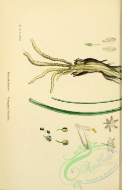 english_botany-00666 - Variegated Simethis, simethis bicolor, 1