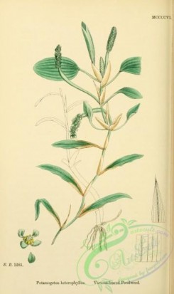 english_botany-00668 - Various-leaved Pondweed, potamogeton heterophyllus