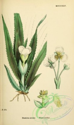 english_botany-00670 - Water-Soldier, stratiotes aloides
