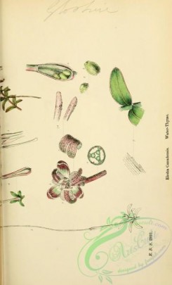 english_botany-00672 - Water-Thyme, elodia canadensis, 2