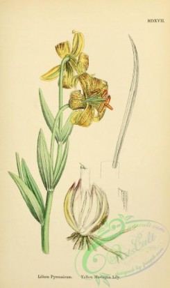 english_botany-00680 - Yellow Martagon Lily, lilium pyrenaicum