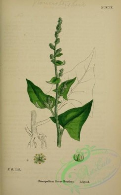 english_botany-00683 - Allgood, chenopodium bonus-henricus