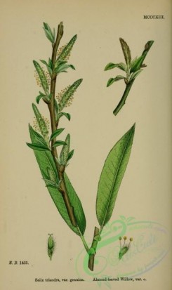 english_botany-00685 - Almond-leaved Willow, salix triandra genuina