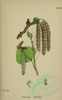 english_botany-00702 - Black Poplar, populus nigra