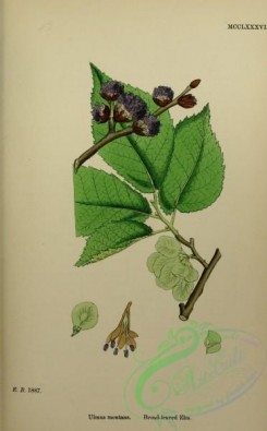 english_botany-00708 - Broad-leaved Elm, ulmus montana