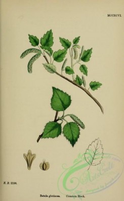 english_botany-00718 - Common Birch, betula glutinosa