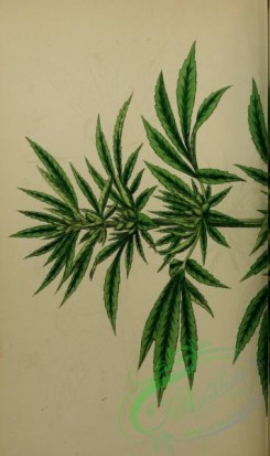 english_botany-00725 - Common Hemp, cannabis sativa, 1