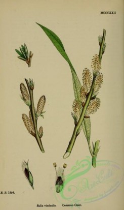 english_botany-00737 - Common Osier, salix viminalis