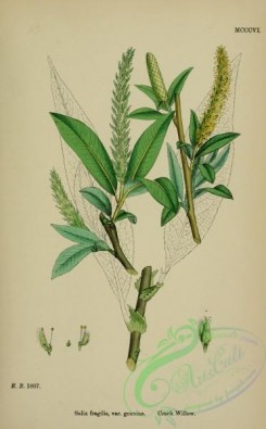 english_botany-00745 - Crack Willow, salix fragilis genuina