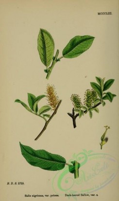 english_botany-00756 - Dark-leaved Sallow, salix nigricans petraea