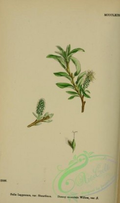 english_botany-00762 - Downy mountain Willow, salix lapponum stuartiana