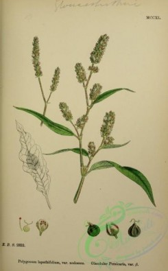 english_botany-00779 - Glandular Persicaria, polygonum lapathifolium nodosum