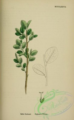 english_botany-00782 - Graham's Willow, salix grahami