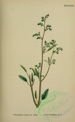 english_botany-00792 - Green Goosefoot, chenopodium album viride