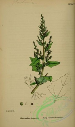 english_botany-00806 - Many-clustered Goosefoot, chenopodium botryoides