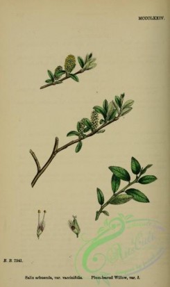 english_botany-00823 - Plum-leaved Willow, salix arbuscula vaccinifolia