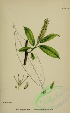 english_botany-00826 - Pointed-leaved Willow, salix cuspidata
