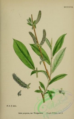 english_botany-00830 - Purple Willow, salix purpurea woolgariana