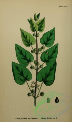 english_botany-00835 - Roman Nettle, urtica pilulifera dodartii