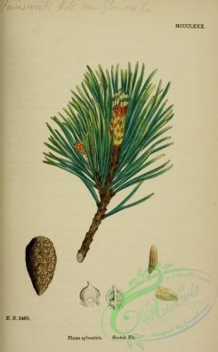 english_botany-00840 - Scotch Fir, pinus sylvestris