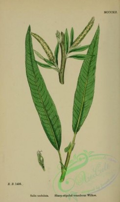 english_botany-00848 - Sharp-stipuled triandrous Willow, salix undulata